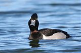 Ring-necked Duck